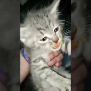 Viral Video Shows Kitten Getting Into a Bag of Cheetos | What's Trending In Seconds | #Shorts