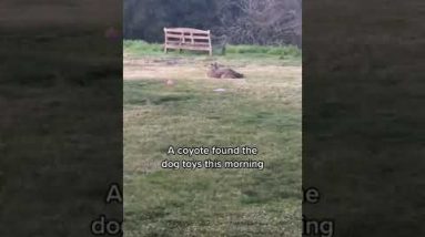 Coyotes Go Viral After Being Caught Playing With Dog Toys | What's Trending In Seconds | #Shorts