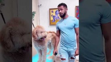 Dog Groomer Goes Viral For WILD Transformation | What's Trending in Seconds | #Shorts