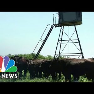 Scorching Heat Wave Damaging Crops And Threatening Cattle