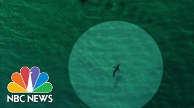 Some Beaches Begin To Use Drones As Shark Attacks Increase