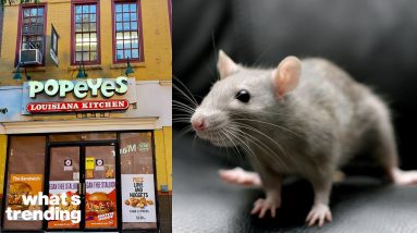 TikTok Video Shows RATS Running Around Popeyes Kitchen