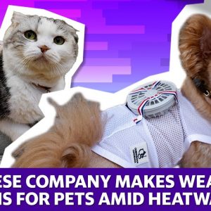 Hot dog! These ‘wearable fans’ are keeping pets cool