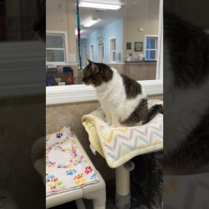 How a Viral TikTok Helped This Senior Cat Get Adopted | What’s Trending in Seconds | #shorts