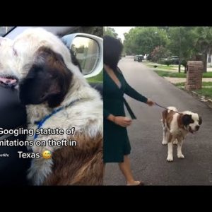 TikToker STEALS abused dog from neighbor  | What's Trending Explained