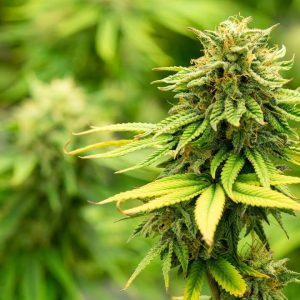 Cannabis: ‘The U.S. is a $100 billion opportunity,’ Tilray CEO says